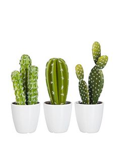 three small cactus in white pots on a white background