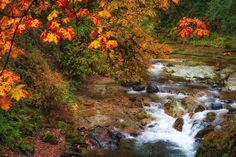 a stream running through a forest filled with trees covered in fall foliage and leaves on the ground