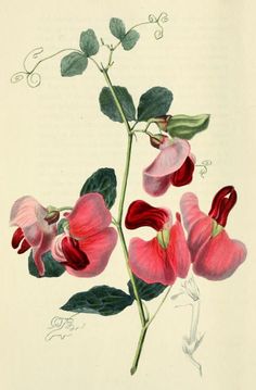 an illustration of pink flowers with green leaves and buds on a white background, from the natural history of plants