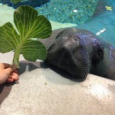 a close up of a person holding a plant in front of a hippopotamus