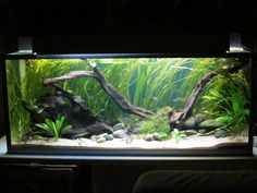 an aquarium with plants and rocks in it