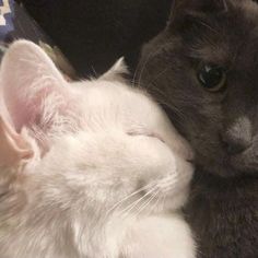 a close up of a cat laying next to another cat