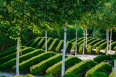 a row of trees that are next to each other in a park with benches and bushes