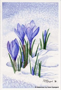 watercolor painting of purple crocons in the snow with green grass and snow flakes