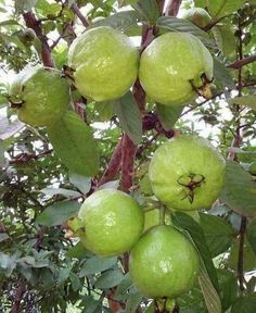 some green fruit hanging from a tree with leaves