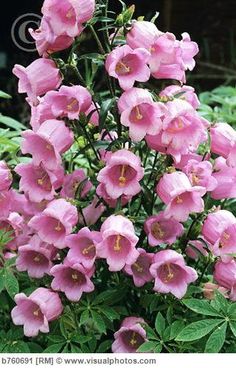 pink flowers are blooming in the garden