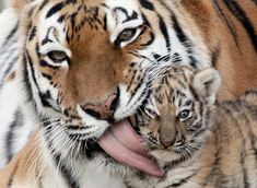 a mother tiger and her two cubs in their zoo habitat with the caption that reads,