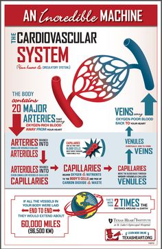 an info poster showing how to use the cardiovasular system for medical purposes