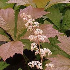 some white flowers and green leaves in the sun