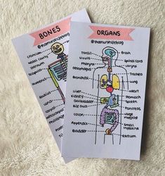 two cards with diagrams of bones and organ systems on them, sitting on a white surface