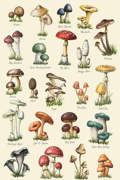 an illustration of many different types of mushrooms