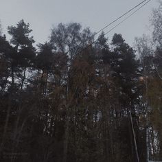 a person riding skis down a snow covered slope next to tall trees and power lines