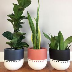 three potted plants sitting on top of a wooden table