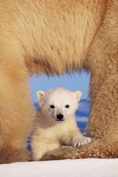 an adult polar bear standing next to a baby polar bear