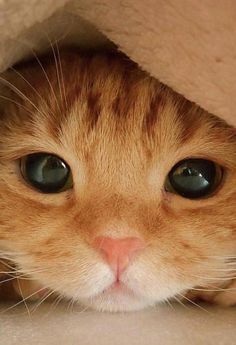 an orange cat peeking out from under a blanket