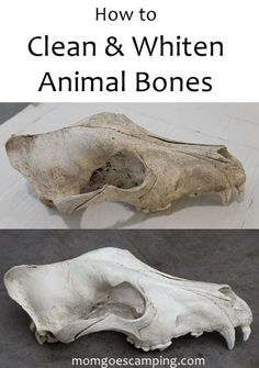 an animal bone with the words how to clean and whiten animal bones on it