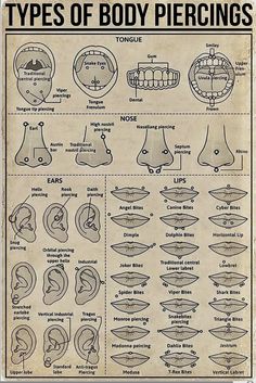 an old poster with different types of body piercings and their corresponding parts on it