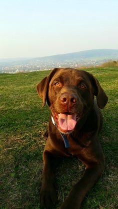 a large brown dog laying on top of a lush green field