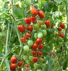 tomatoes growing on the vine in an open area with lots of green and red leaves