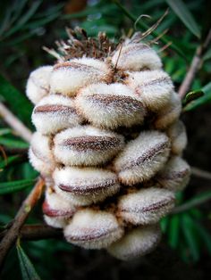 a close up of a pine cone on a tree