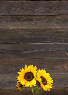 two yellow sunflowers in a vase against a wooden wall