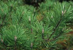 closeup of the needles on a pine tree