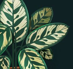 a green and white plant with leaves in a brown pot on a black table top