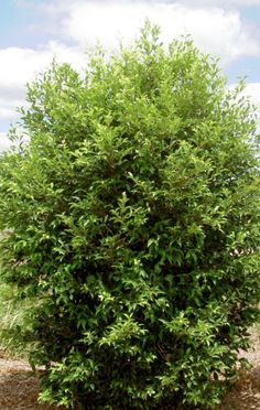 a bush with green leaves in the middle of a dirt area on a sunny day