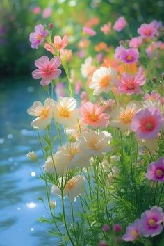 some pretty flowers by the water with sunlight shining on them and green grass in the foreground