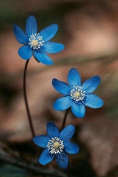 two blue flowers with white centers in black and white