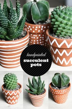 several different types of succulent pots with text overlay