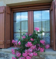 pink flowers are growing out of the window sill