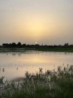 the sun is setting over a body of water with grass and plants in front of it