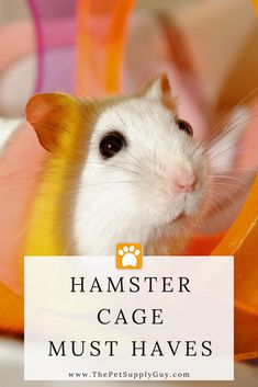 Hampster Cage, Hamster Cage Ideas, Hamster Life, Hamster Bedding, Hamster Habitat, Hamster Food, Hamster Care, Printed Water Bottles, Hamster Cages