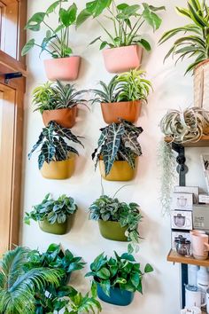 there are many potted plants on the wall