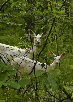 two white deer standing in the middle of a forest with green leaves on it's branches