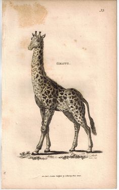 a drawing of a giraffe standing in the grass