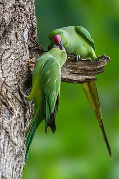 two green parrots sitting on top of a tree next to each other and kissing