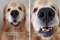 two pictures of a golden retriever dog with his mouth open