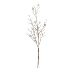 a small white tree with no leaves in the snow on a white background for decoration