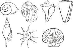 a set of sea shells drawn in black and white on a sheet of paper with the words seashells written below it