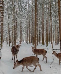 three deer in the snow near some trees