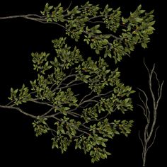 two branches with green leaves against a black background