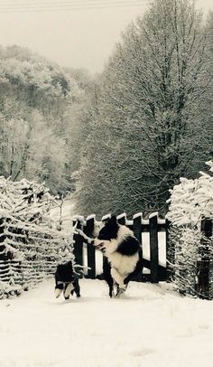 two dogs are playing in the snow near a fence