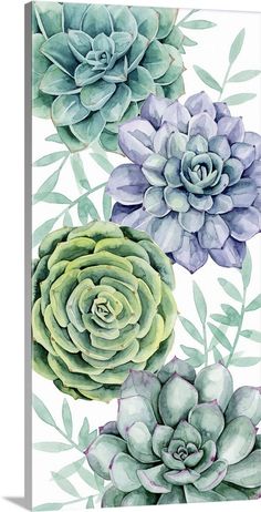 three succulents with green leaves on a white background canvas wall art print