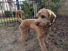 a brown dog standing in front of a fence