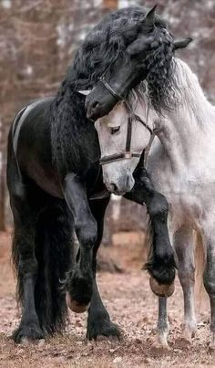 two black and white horses standing next to each other