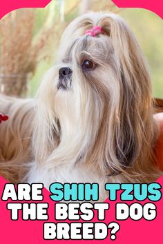 Are you a fan of Shih Tzus, or maybe just curious about what makes them special? In today's video, we're diving into why Shih Tzus are considered better than other dog breeds by some people. Best Dog Breeds, Best Dogs