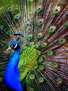 a peacock with its feathers spread out and displaying it's colorful tail feathers in full display