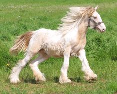 a white horse with blonde hair running through the grass on a sunny day in an open field